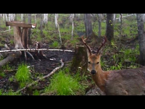 Видео: Сибирские косули и лоси посещают солонец. Глухарь разведчик. Записи с фотоловушки.