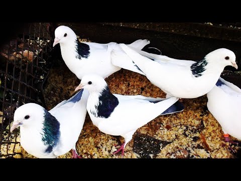 Видео: Это не Бакинский Голубь если за 5 минут Не уходит в Точку!