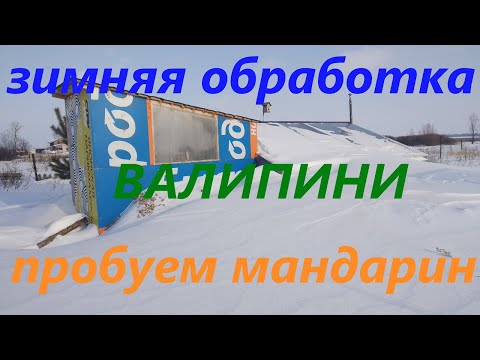Видео: Валипини занесло. Пробуем мандарин. Обработка от вредителей.