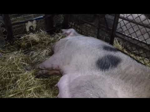 Видео: Опорос свиноматки "Васьки" Свиноматка поросится 03.02.21г