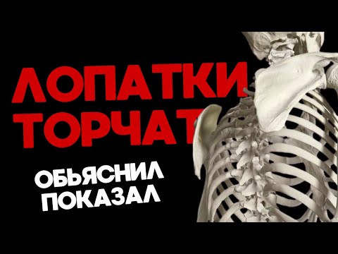 Видео: Крыловидная лопатка | Упражнение для передней зубчатой мышцы