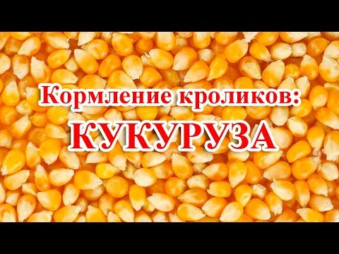 Видео: Кормление кроликов: КУКУРУЗА