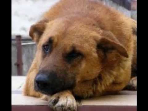 Видео: Андрей Васильев - БАЛЛАДА ПРО РЫЖЕГО ПСА...( Быль)