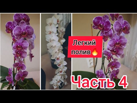 Видео: Сливать или не сливать воду. Легкий полив. ЧАСТЬ  4. Ответы на вопросы