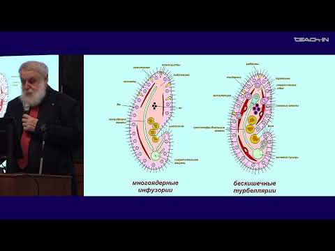Видео: Малахов В.В. - Зоология беспозвоночных - 7. Происхождение многоклеточных животных. Тип Ctenophora