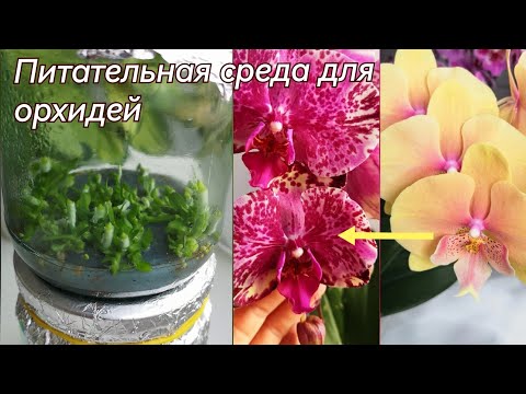 Видео: Ура у меня растут орхидеи из семян! 🤗 Приготовление питательный среды для посева орхидей.