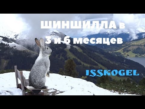 Видео: Отбраковка шиншилл с взвешиванием мяса в процентном соотношении/Лапы на сетке/Исскогель Альпы
