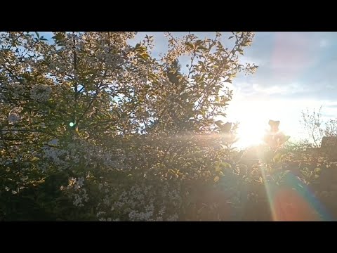 Видео: 💛 Сборник нескольких влогов и ASMR видео 🌿🌳🌞💚🐊