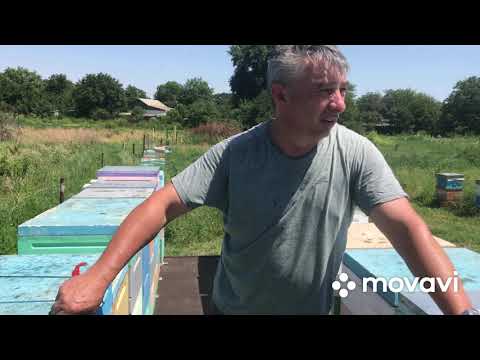 Видео: Карника и бакфаст. Взяток с разнотравья, работа с пчелоудалителяим .