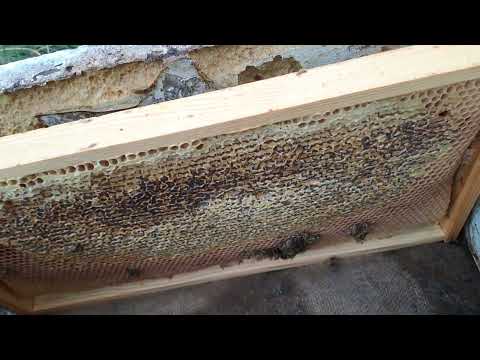 Видео: Була найгірша система на пасіці...