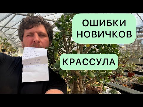 Видео: ТОП ОШИБОК НОВИЧКОВ ПРИ ВЫРАЩИВАНИИ ДЕНЕЖНОГО ДЕРЕВА, КРАССУЛЫ, ТОЛСТЯНКИ И ДРУГИХ СУККУЛЕНТОВ