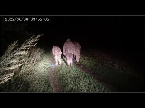 Видео: 30 Самых Жутких Случаев на Кемпинге, Снятых на Камеру — Часть #2