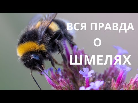 Видео: ШМЕЛЬ - РОДСТВЕННИК ПЧЕЛЫ и такой же трудоголик!!! Интересные факты о шмелях!!!