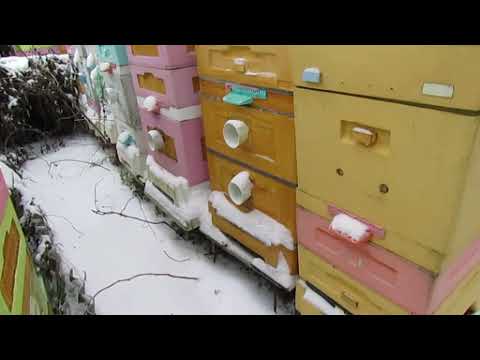 Видео: 9.12.2024 - гибель и ослабления пчел в декабре, как я постарался решить эту проблему, часть 3 - 3