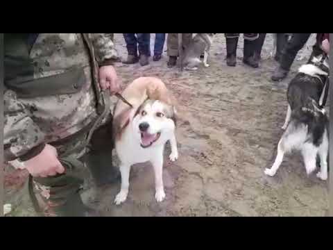 Видео: Тамбовская выставка лаек 23.02.2022г.