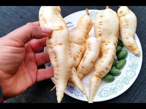 Видео: Удивительный Овощ Кукамелон — Мексиканский Огурчик — Cucamelon