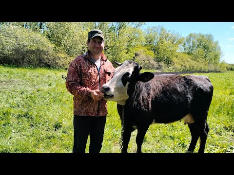 Видео: Купили корову. Вес кабана в 1,5 месяца