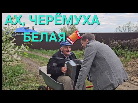 Видео: 💐АХ,ЧЕРЁМУХА БЕЛАЯ💐 с приколом🤣Иван Комаров и Николай Серухин 🪗