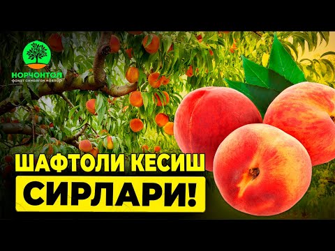 Видео: Шафтоли дарахтида шакл бериш ва кесиш! | Шуҳрат Абророб #uzbekistan #agriculture #gardening