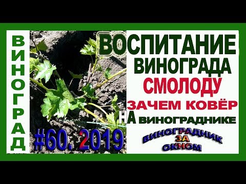 Видео: 🍇 ВОСПИТАНИЕ винограда СМОЛОДУ. Как сформировать куст винограда. Зачем КОВЁР на винограднике