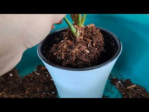 Видео: 🌱Когда можно пересадить  отростки 🌱