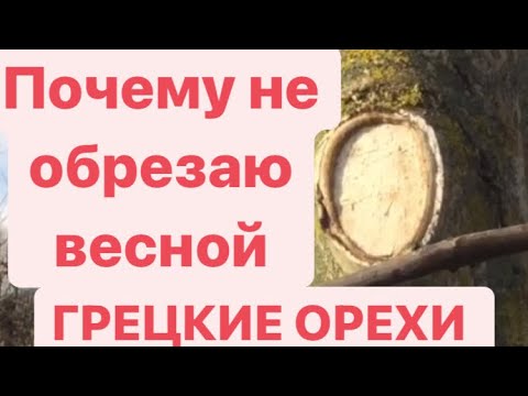Видео: ГРЕЦКИЕ ОРЕХИ  ПОЧЕМУ не ОБРЕЗАЮ ВЕСНОЙ