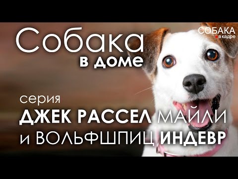 Видео: Джек Рассел терьер и Немецкий вольфшпиц.