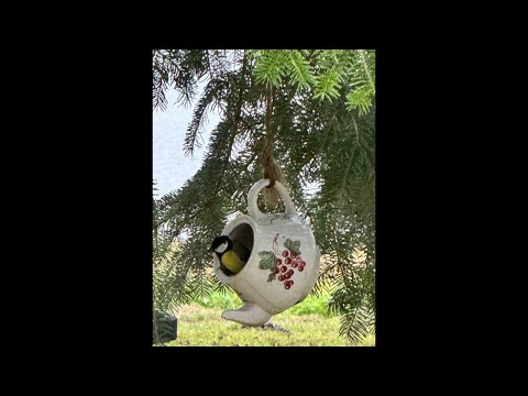 Видео: Будни отшельника  в прямом эфире!#кормушкадляптиц 🐔#хорошийстрим