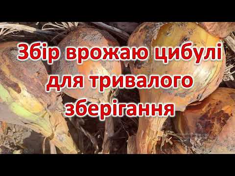 Видео: Коли збирати цибулю для тривалого зберігання