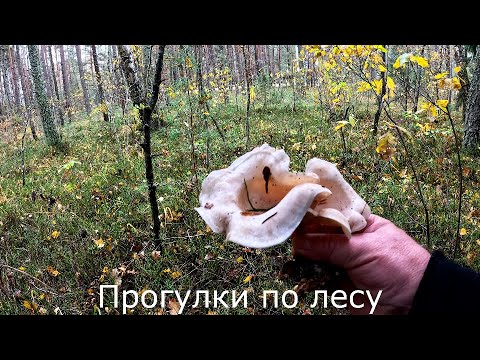 Видео: Прогулки по лесу | Понемногу появляются разные грибы. Но штучно.