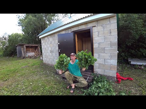Видео: ЗАГОТОВКА ДУБОВЫХ ВЕНИКОВ ДЛЯ БАНИ!