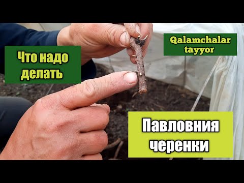 Видео: Павловния черенки через неделю уже готов на посадку/ Qalamcha ekishga tayyor boldi ..