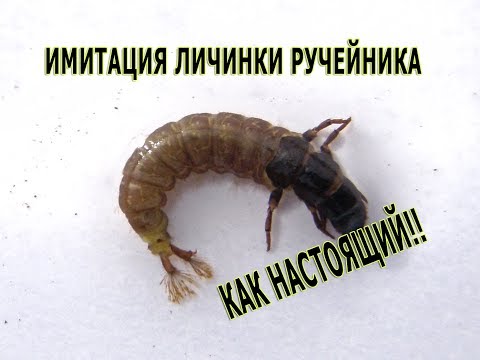 Видео: Личинка Ручейника  Caddis Larva. Как живая!