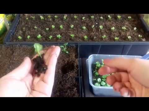 Видео: Виола. Пикировка виолы. Уход за рассадой виолы