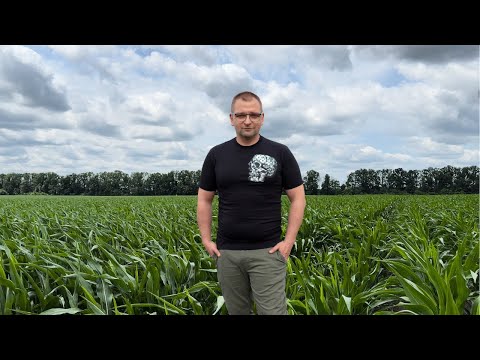 Видео: # 242 Кукурудза на Харківщині, на полях Віктора Філатова @Віктор Філатов - FD Seeds  ч.3