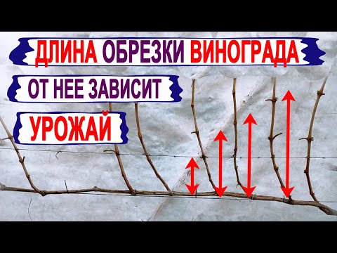 Видео: 🍇 Как не ОШИБИТЬСЯ при выборе длины ОБРЕЗКИ ВИНОГРАДА. Обрезка длинная, средняя, короткая.