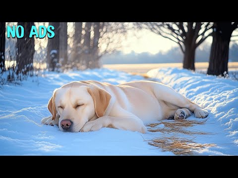 Видео: Любимая музыка собаки🐶11 часов расслабляющей музыки для сна собаки🎵Музыка для снятия тревоги и стр