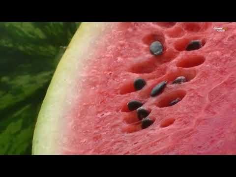 Видео: Купувачи -калайджии дават по 10 ст. за килограм диня, юли 2017 г.