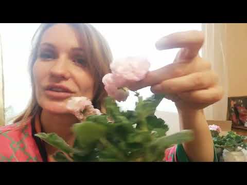 Видео: Распаковка посылки с черенками пеларгонии! 😍