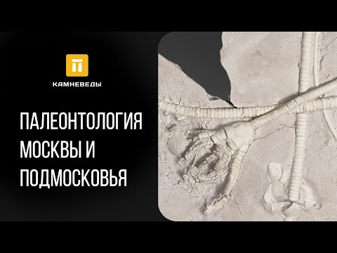Видео: ПАЛЕОНТОЛОГИЯ МОСКВЫ И ПОДМОСКОВЬЯ