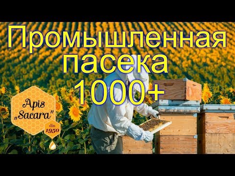 Видео: Промышленная пасека Молдовы в 1000 семей & Apis Sacara