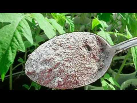 Видео: Избавляемся от плесени  самыми проверенными методами на все 100% !!!