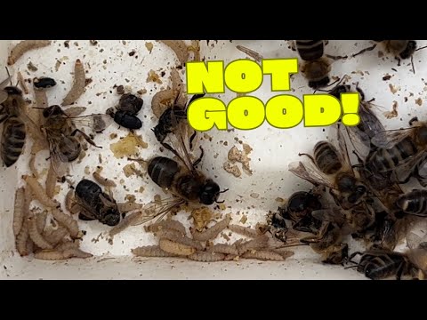 Видео: Массовое нашествие мелких ульевых жуков! Как я с этим справляюсь. Hornsby Beekeeping Suppies спеш...