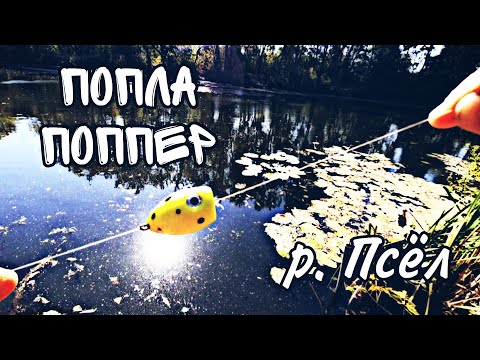Видео: РЕКА ПСЁЛ!!! | КРАСНОПЕРКА НА ПОПЛА ПОППЕР В СЕНТЯБРЕ 2024 !!!