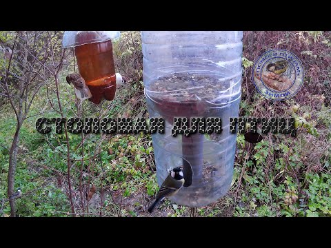 Видео: Кормушка с семечками 23 октября 2025 года (01)