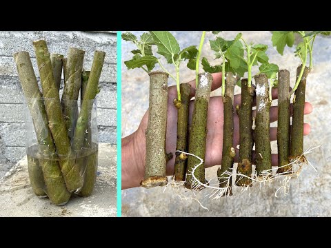 Видео: Черенки водяной лилии | Гибискус мутабилис