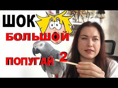 Видео: Крупный попугай меня ШОКИРОВАЛ