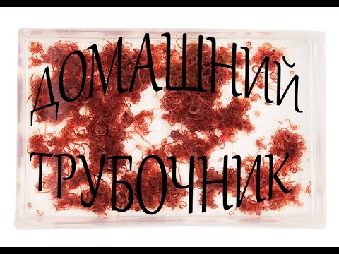 Видео: Культура трубочника для домашнего содержания и разведения. Запуск!