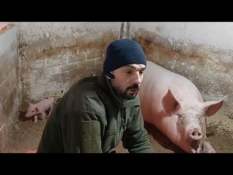 Видео: 🐖Три дні,хвости на Холодець‼️Профілактика🐖 на 3 день залізо і толтарокс 5%‼️