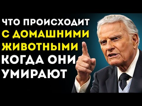 Видео: Что происходит с ДОМАШНИМИ ЖИВОТНЫМИ, когда они умирают? Есть ли у животных ДУША? | Проповедь